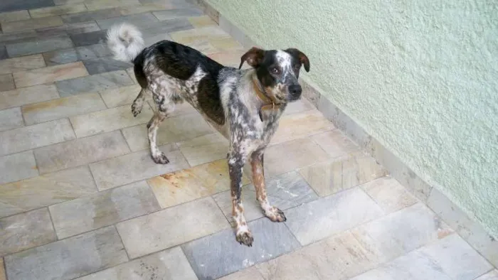 Cachorro raça SRD idade 1 ano nome Thor