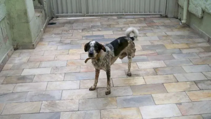 Cachorro raça SRD idade 1 ano nome Thor