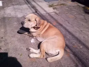 Cachorro raça Labrador idade 6 ou mais anos nome Rusk