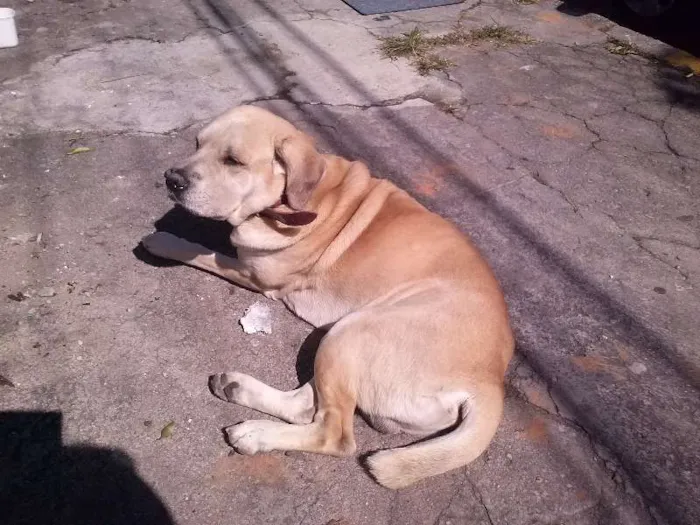 Cachorro ra a Labrador idade 6 ou mais anos nome Rusk