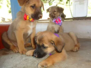 Cachorro raça SRD idade 2 a 6 meses nome SÃO ROQUE