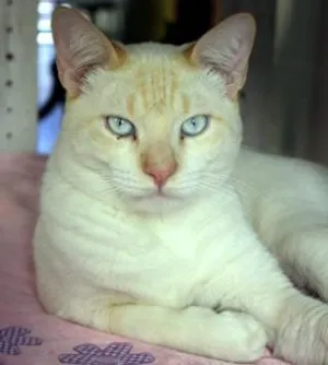 Gato raça Siames Red Point idade 7 a 11 meses nome Siames Red Point