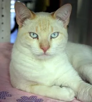 Gato ra a Siames Red Point idade 7 a 11 meses nome Siames Red Point