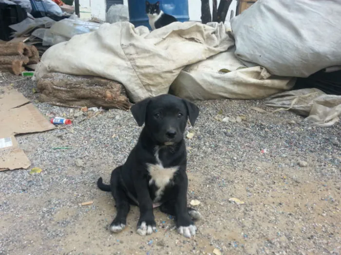 Cachorro ra a SRD idade Abaixo de 2 meses nome Filhote TOM