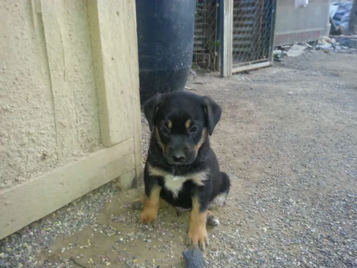 Cachorro ra a SRD idade Abaixo de 2 meses nome Filhote JACK
