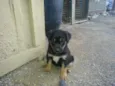 Filhote JACK