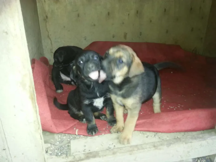 Cachorro ra a SRD idade Abaixo de 2 meses nome Filhote JACK