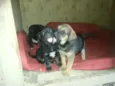 Filhote JACK