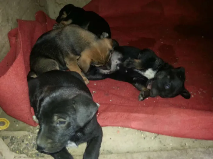 Cachorro ra a SRD idade Abaixo de 2 meses nome Filhote JACK
