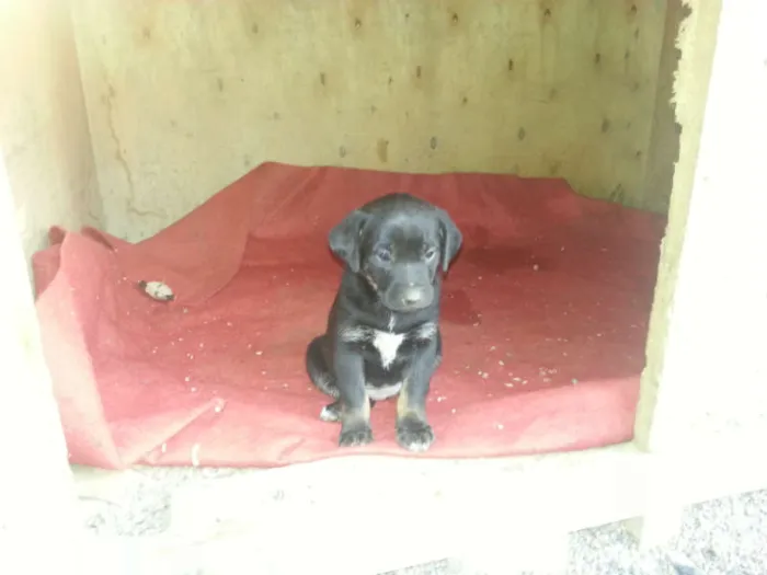 Cachorro ra a SRD idade Abaixo de 2 meses nome Filhote BELA