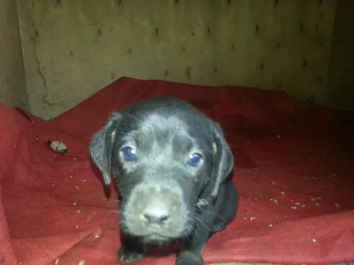 Cachorro ra a SRD idade Abaixo de 2 meses nome Filhote BELA