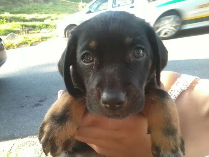 Cachorro ra a SRD idade Abaixo de 2 meses nome Vários filhotes