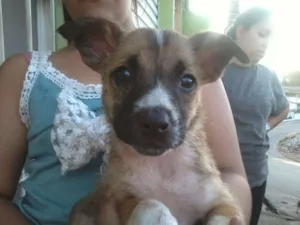 Cachorro raça SRD idade Abaixo de 2 meses nome Vários filhotes