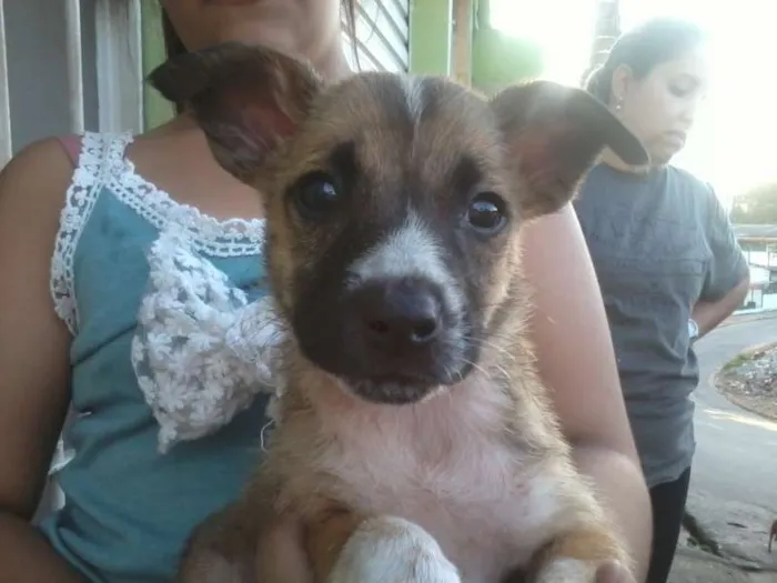 Cachorro ra a SRD idade Abaixo de 2 meses nome Vários filhotes