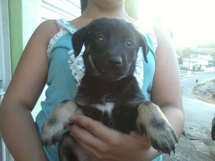 Cachorro ra a SRD idade Abaixo de 2 meses nome Vários filhotes