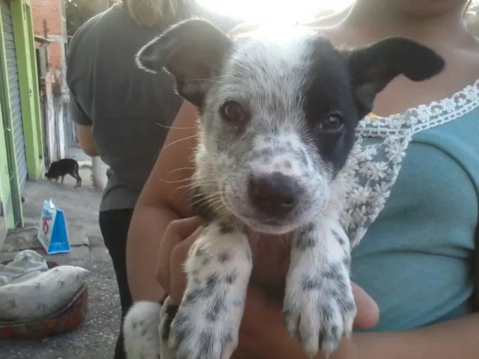 Cachorro ra a SRD idade Abaixo de 2 meses nome Vários filhotes