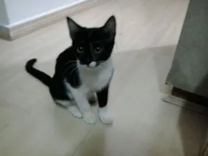 Gato raça vira-lata idade 2 a 6 meses nome Nina
