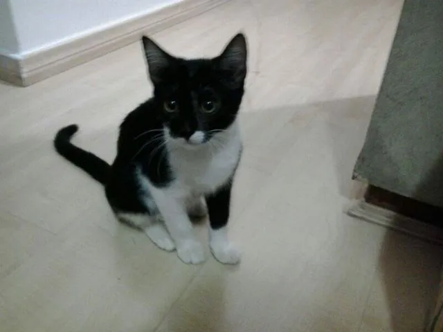 Gato ra a vira-lata idade 2 a 6 meses nome Nina