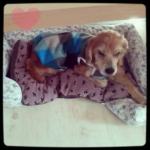 Cachorro raça Cocker idade 6 ou mais anos nome Caramelo