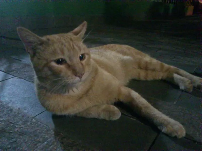 Gato ra a SRD idade 2 anos nome Sem nome