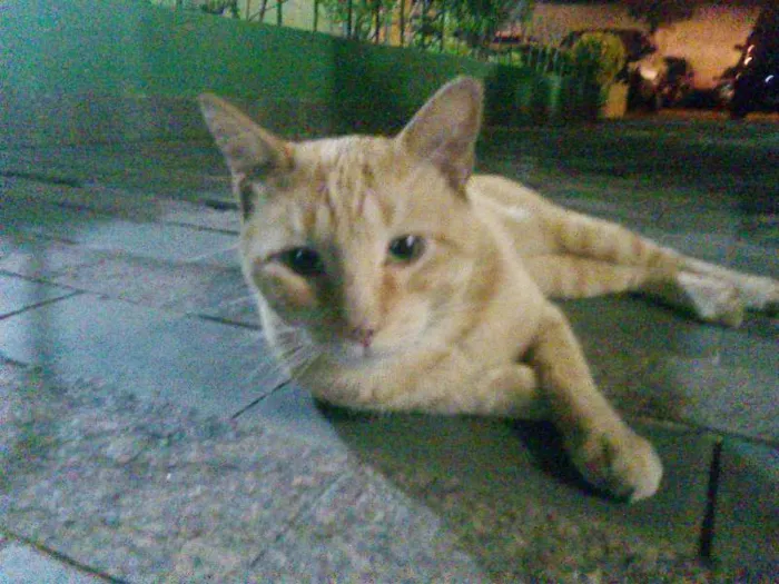 Gato ra a SRD idade 2 anos nome Sem nome