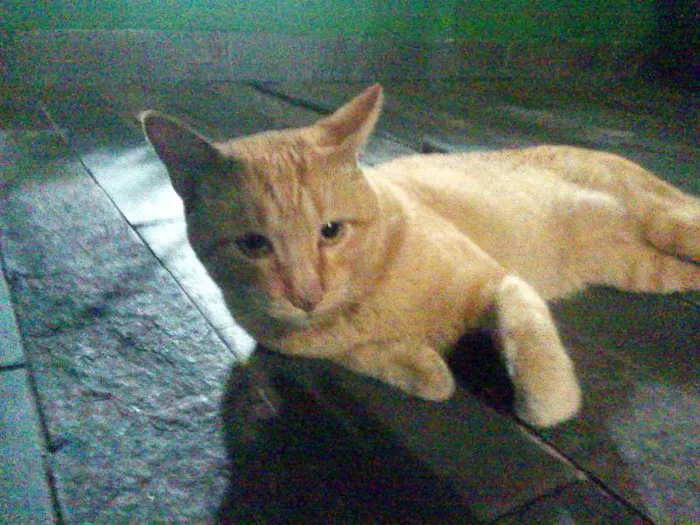 Gato ra a SRD idade 2 anos nome Sem nome