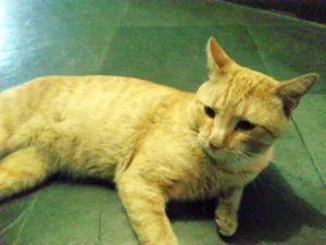 Gato raça SRD idade 2 anos nome Sem nome