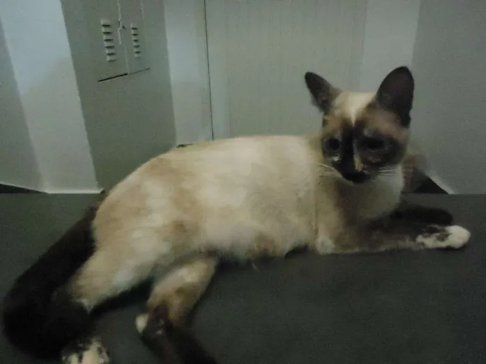 Gato ra a Mestiça idade 7 a 11 meses nome Sem nome