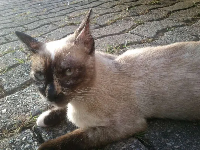 Gato ra a Mestiça idade 7 a 11 meses nome Sem nome
