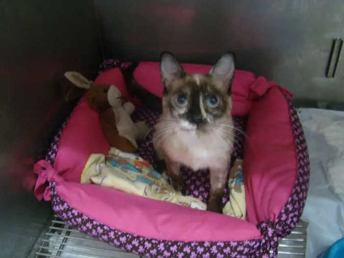 Gato ra a Mestiça idade 7 a 11 meses nome Sem nome