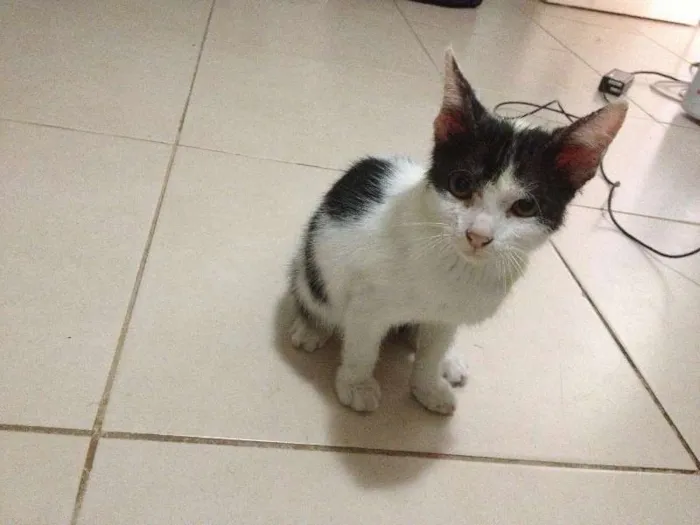 Gato ra a  idade  nome Sem Nome