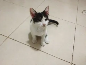 Gato raça  idade  nome Sem Nome