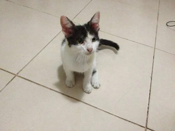 Gato ra a  idade  nome Sem Nome