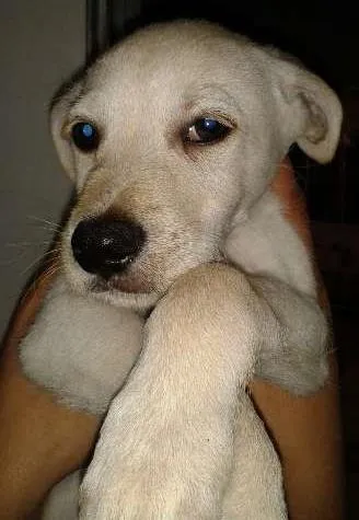 Cachorro ra a poodle idade 2 a 6 meses nome marley