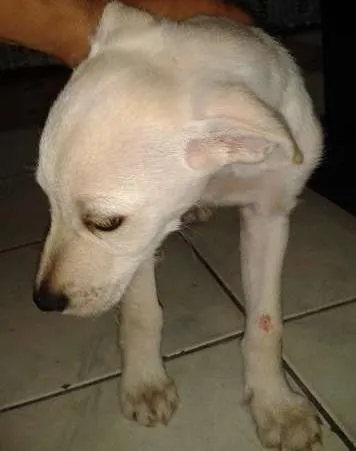 Cachorro ra a poodle idade 2 a 6 meses nome marley