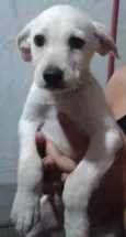 marley