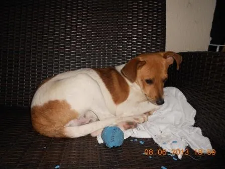 Cachorro ra a SRD idade 1 ano nome Lipe