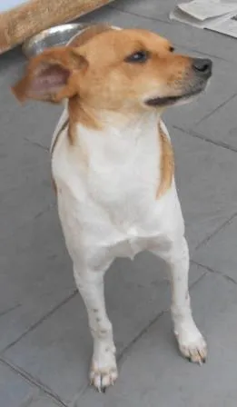 Cachorro raça SRD idade 1 ano nome Lipe