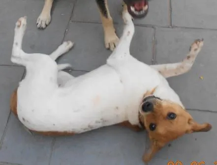 Cachorro ra a SRD idade 1 ano nome Lipe