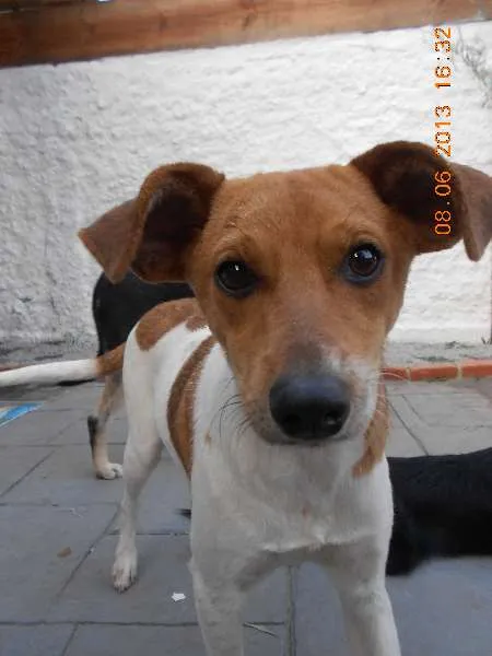 Cachorro ra a SRD idade 1 ano nome Lipe