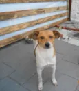 Lipe