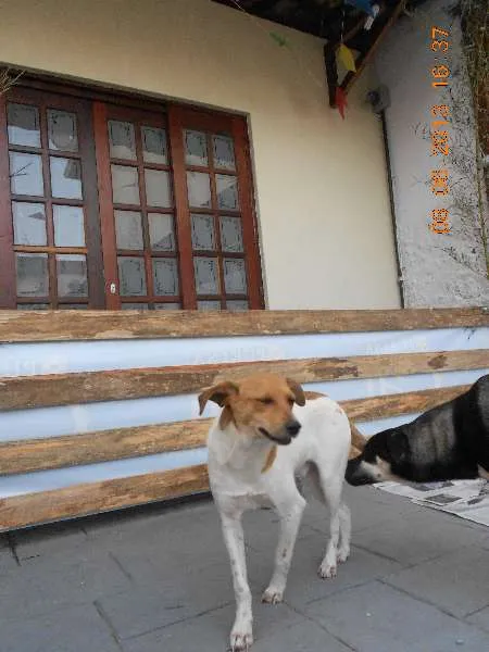 Cachorro ra a SRD idade 1 ano nome Lipe