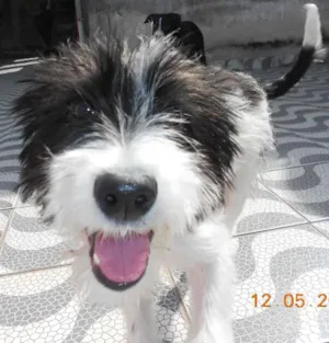 Cachorro raça SRD idade 7 a 11 meses nome Carlotta