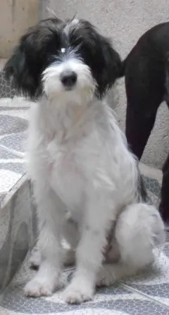 Cachorro ra a SRD idade 7 a 11 meses nome Carlotta