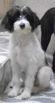 Carlotta