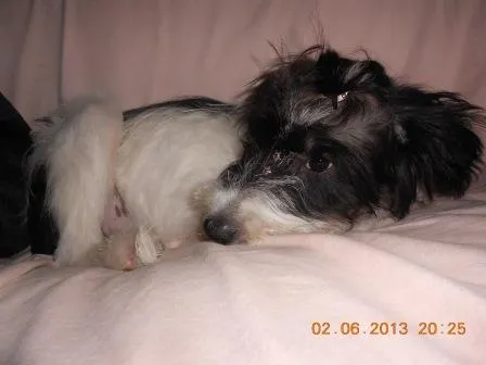 Cachorro ra a SRD idade 7 a 11 meses nome Carlotta