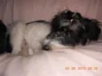 Carlotta