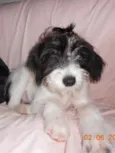 Carlotta