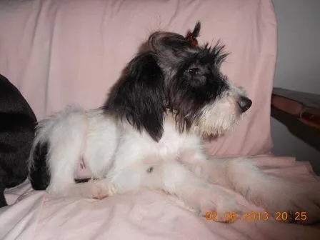 Cachorro ra a SRD idade 7 a 11 meses nome Carlotta