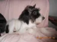 Carlotta